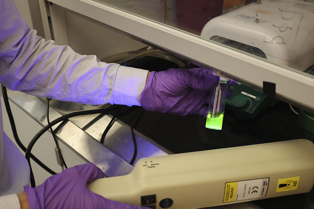 A student holds a flask with liquid illuminated by an external UV light