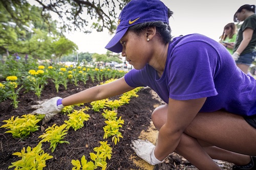 student working in a garden