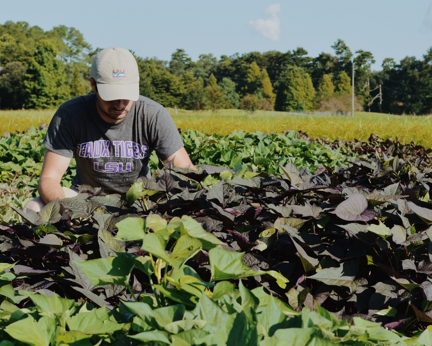 student scouting sweet potatoes