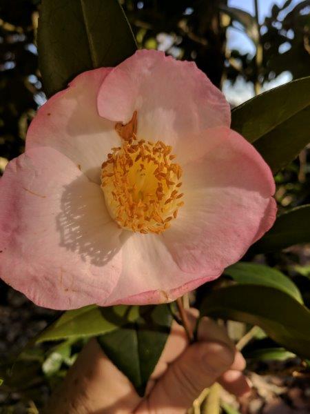 light pink flower