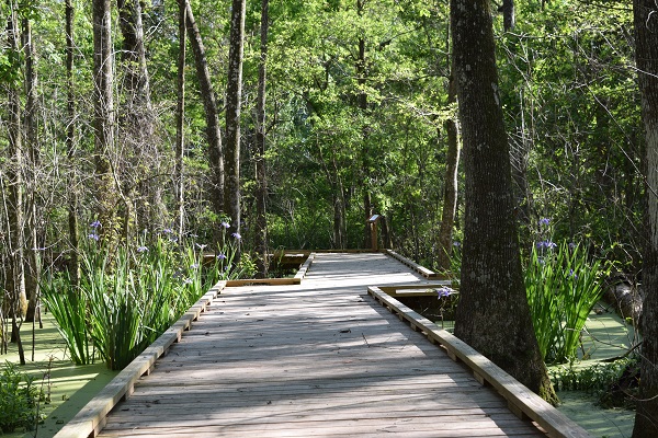 photo: wetlands