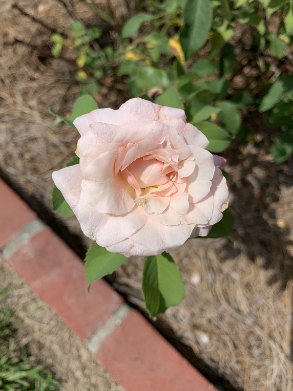 pink rose