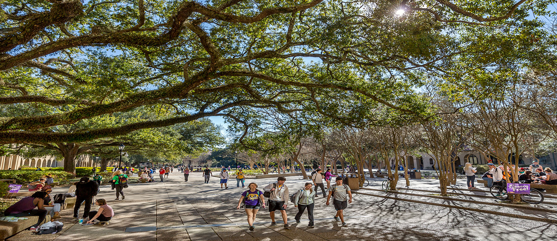 Students walking under oak tree