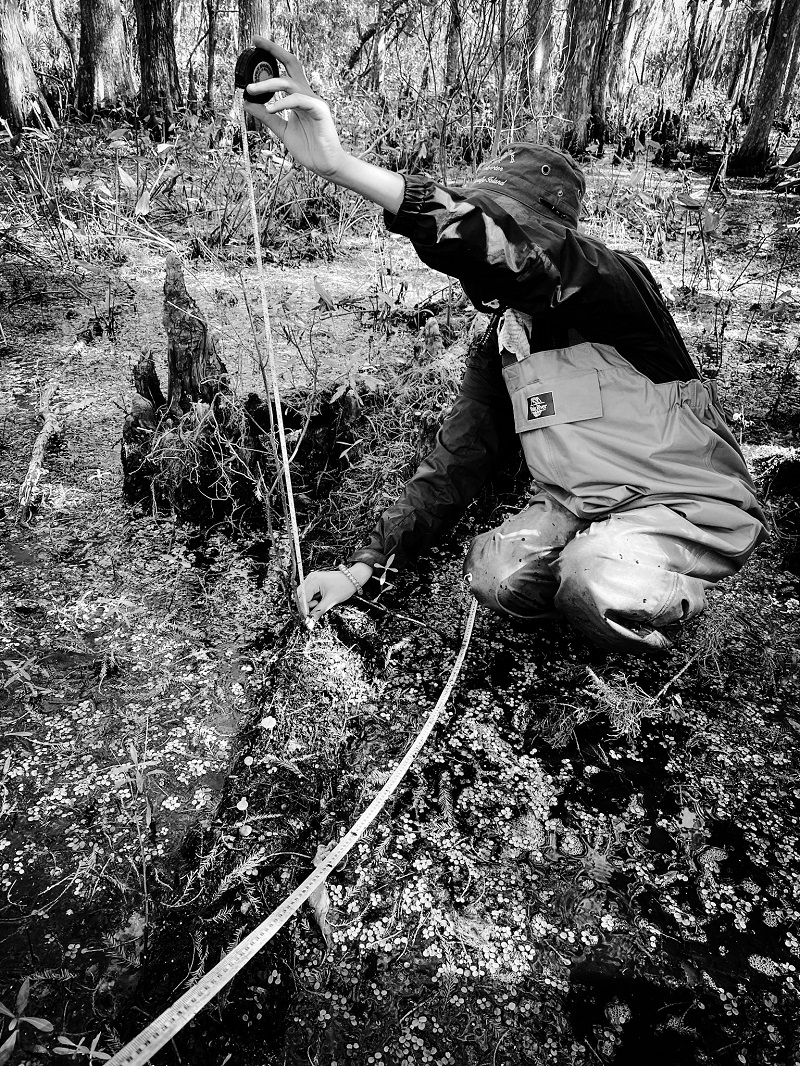 a woman using a tape measure in a marsh