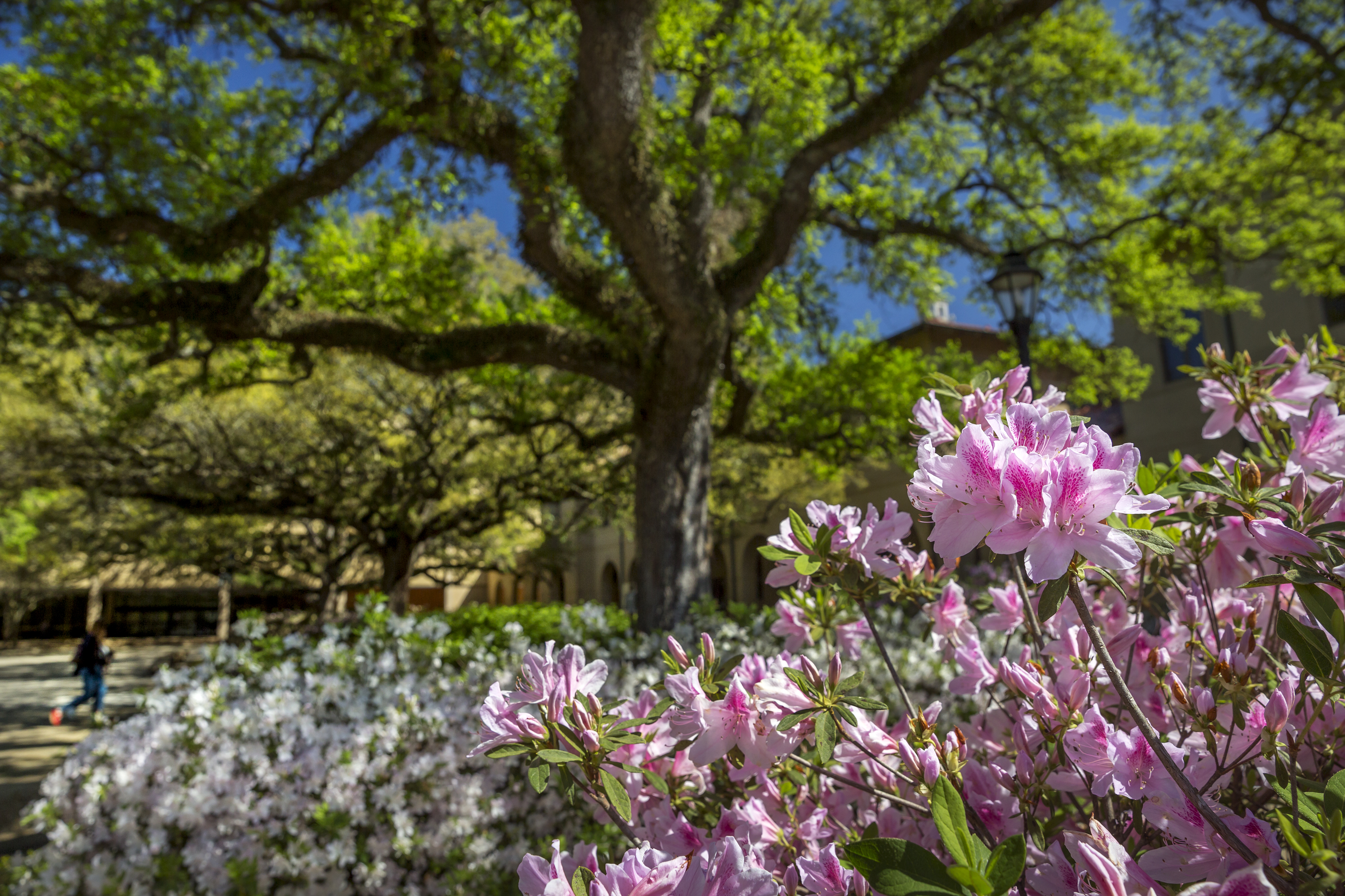 flowers and trees