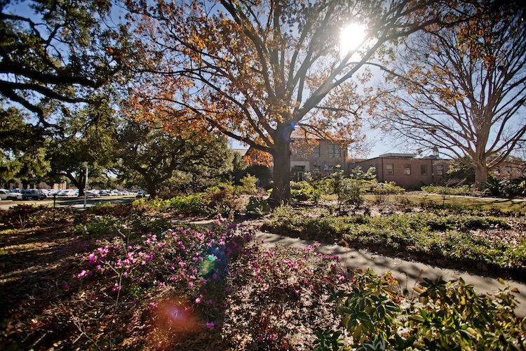 LSU Campus Flowers