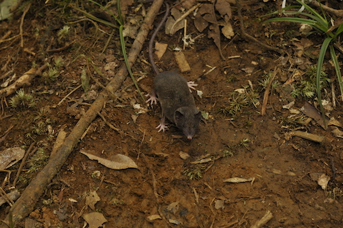 Crocidura pallida shrew